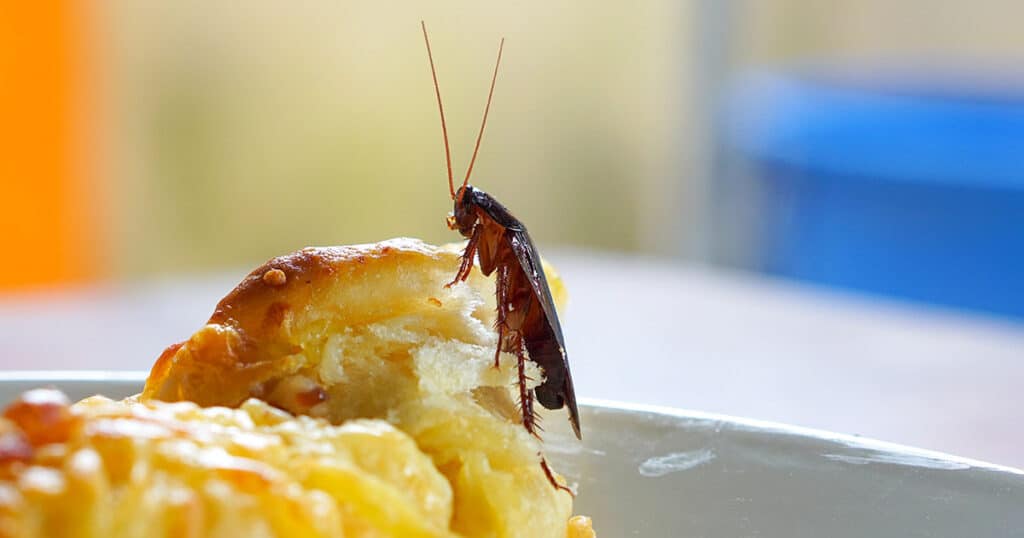 Can a Restaurant Get Shut Down For Roaches