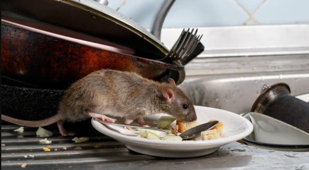 Can a Restaurant Get Shut Down For Mice