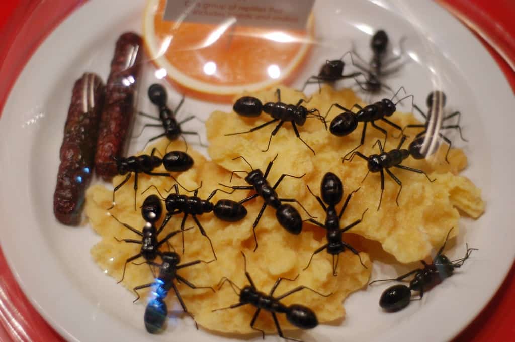 How to Get Rid of Ants in a Restaurant