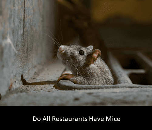 Do All Restaurants Have Mice