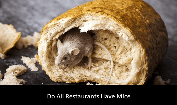 Do All Restaurants Have Mice